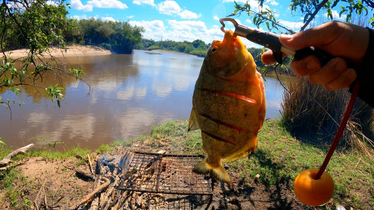 PESCA Y COCINA EN SOLITARIO, uso semillas de carnada, palometas y bagres, pesca de barrio