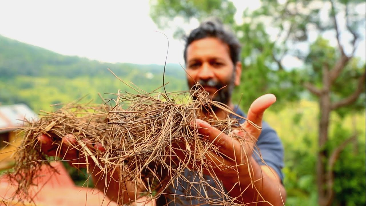 Inde: Le Pouvoir Des Aiguilles de Pin