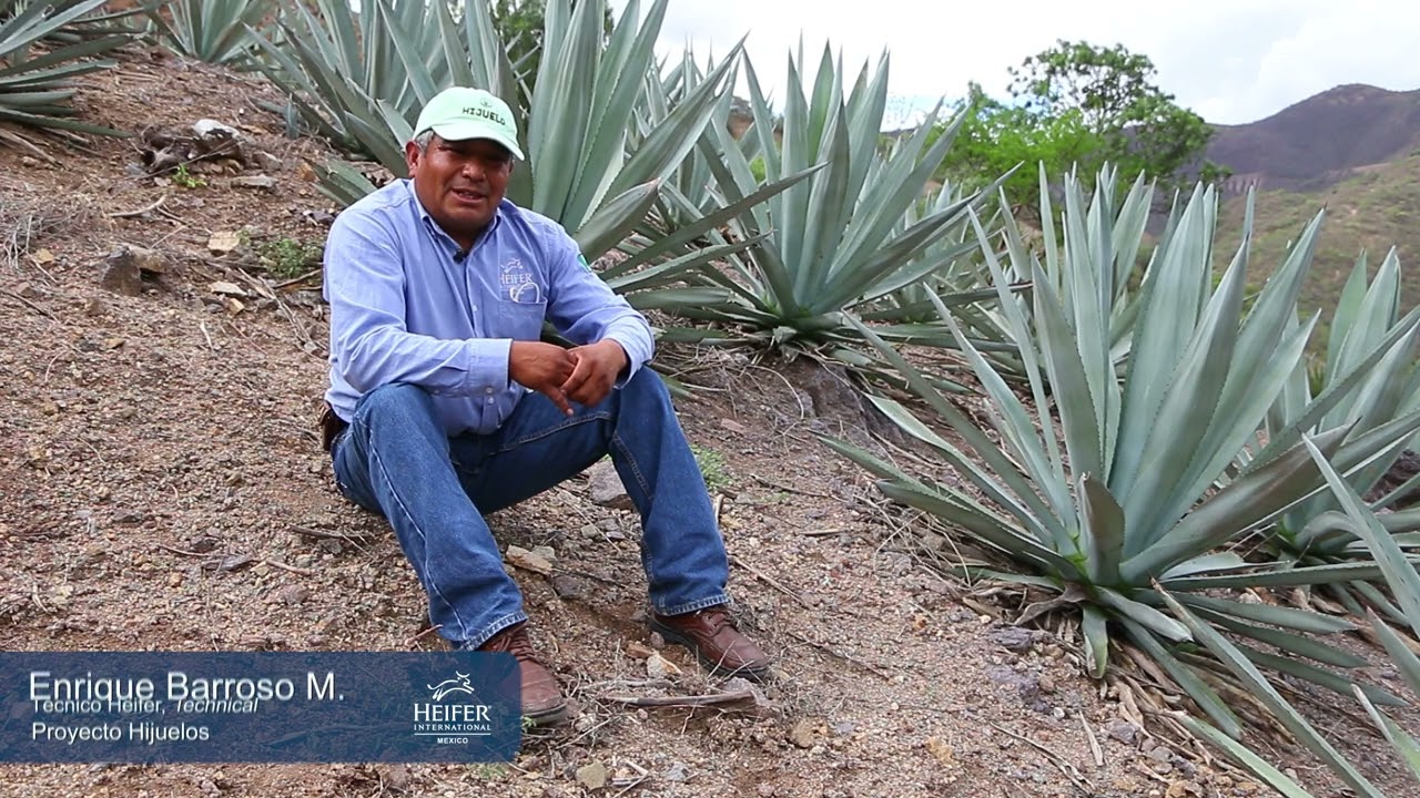 VIDEO HIJUELOS MEZCAL
