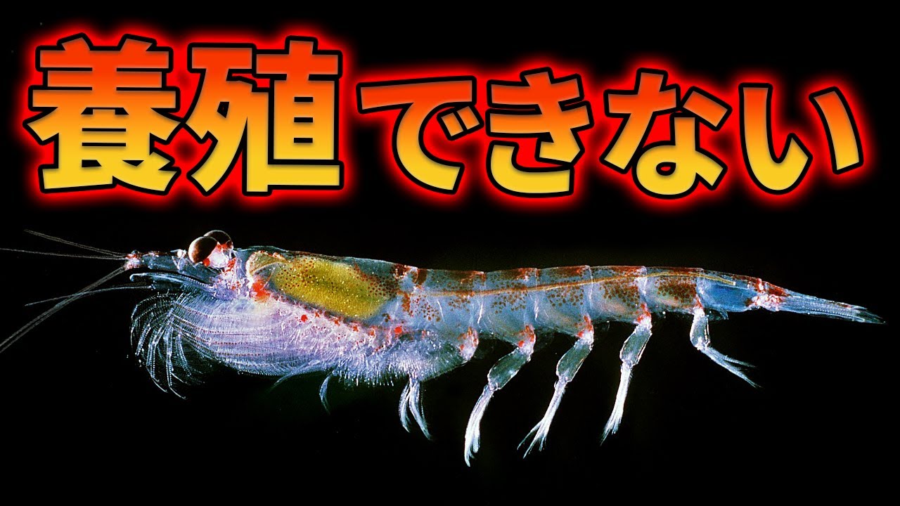 オキアミを養殖できない理由【解説動画】