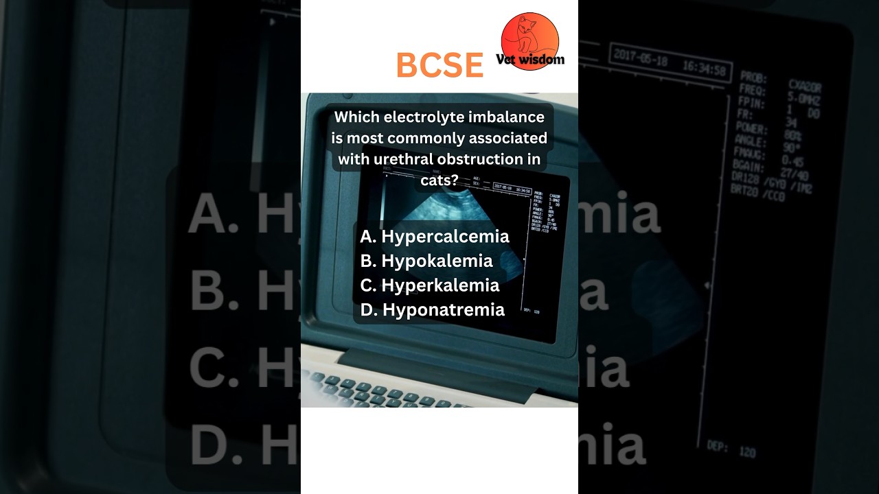 BCSE quiz | vet wisdom #BCSE #AVMA #vetwisdom #NAVLE