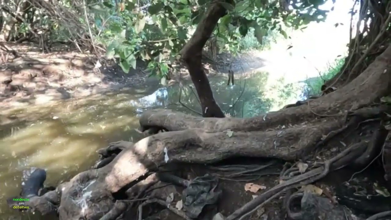 O RIACHO ESTÁ SECANDO