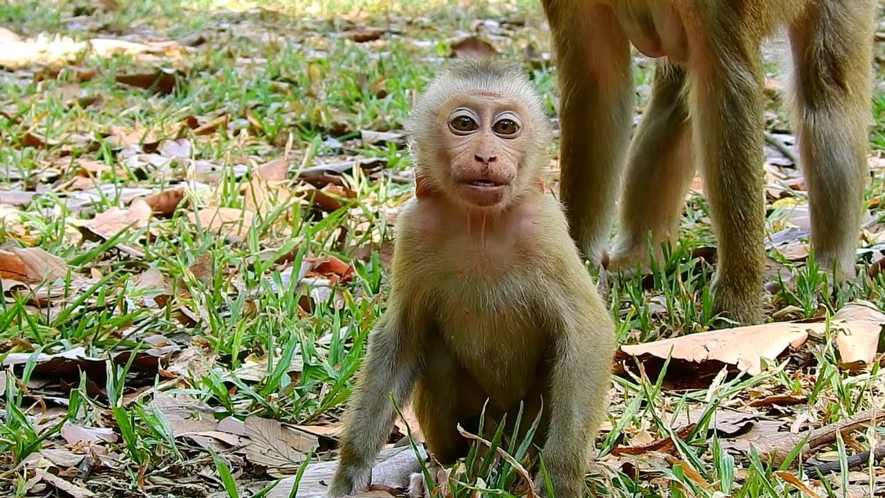 life of little baby monkey