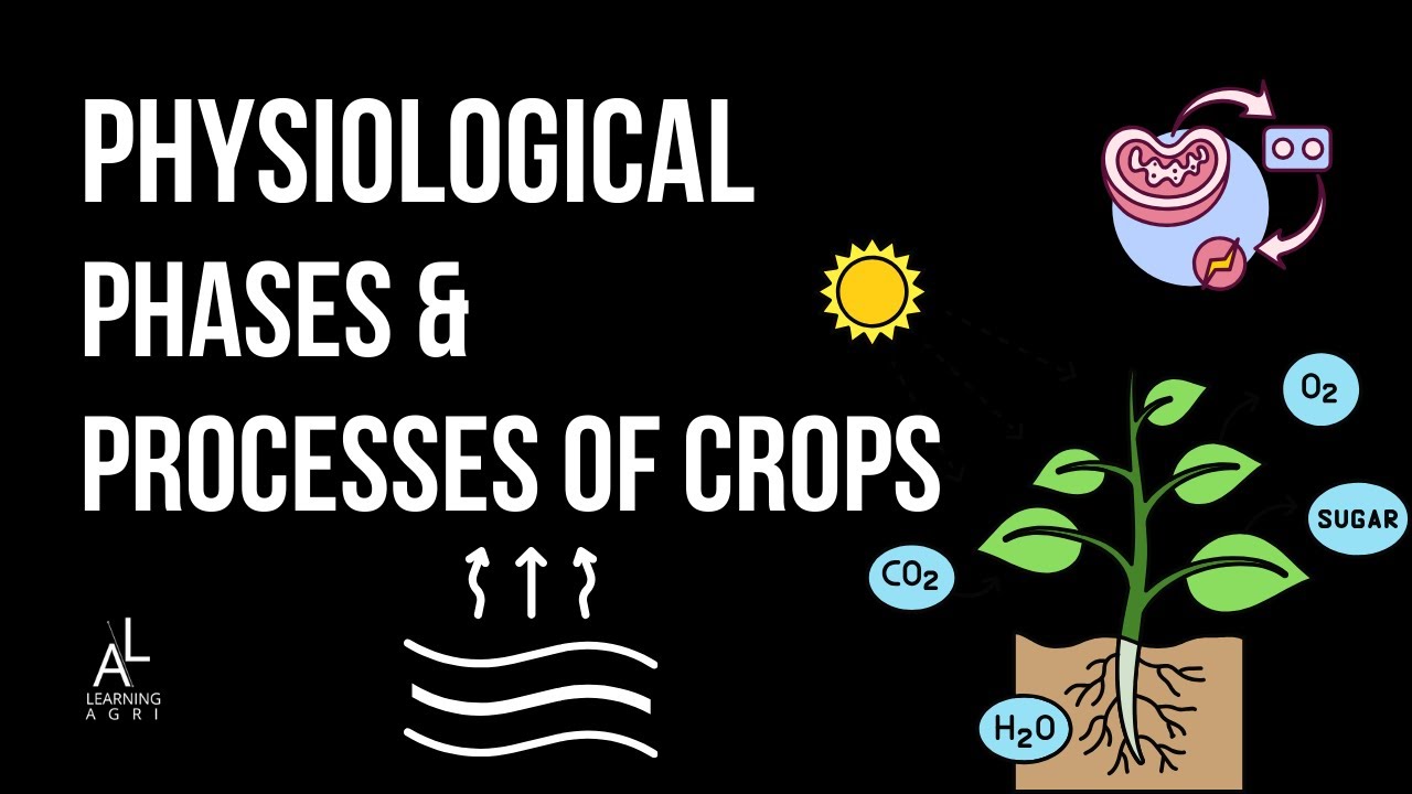 Physiological phases and processes related to crop yield