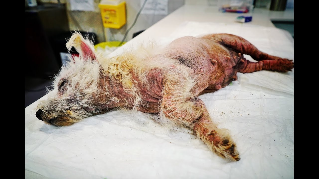 Perrita aislada toda la vida, le daban maíz como una gallina ... NO TE PIERDAS EL FINAL !