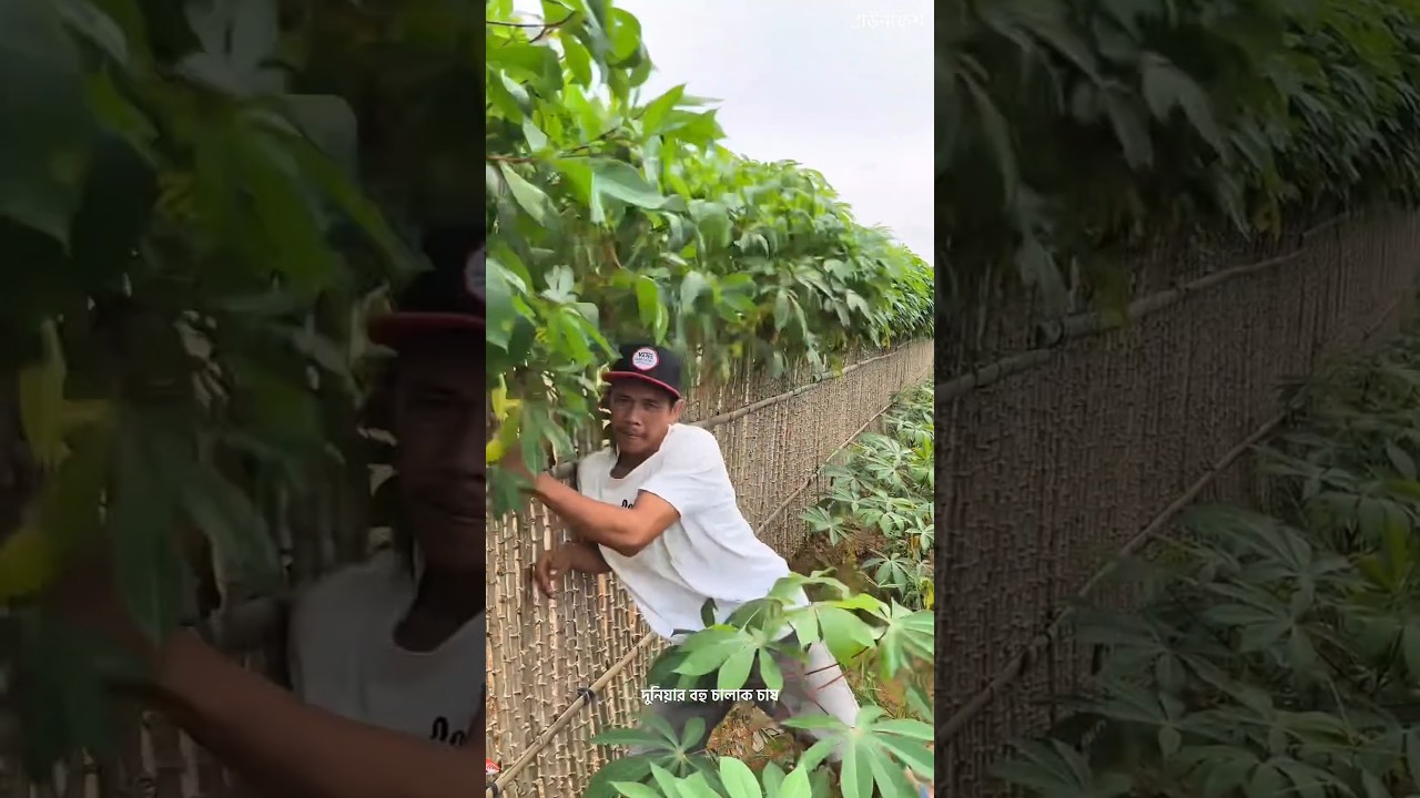 Why Farmers Use Cassava Plants Instead of Fences? #facts