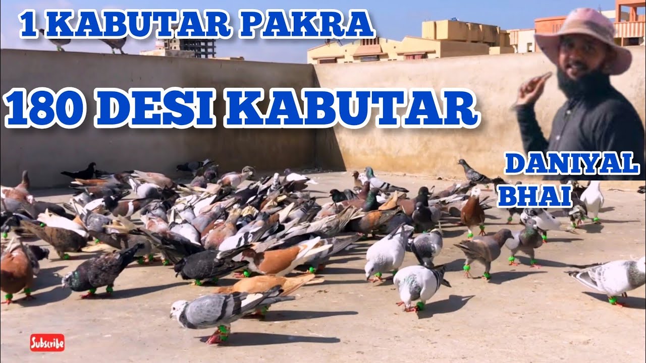 1 kabutar pakra | Daniyal Kabootar, Gola Kabootar Kabootar | Ladaiyan | Pigeon 180  Competition 2025