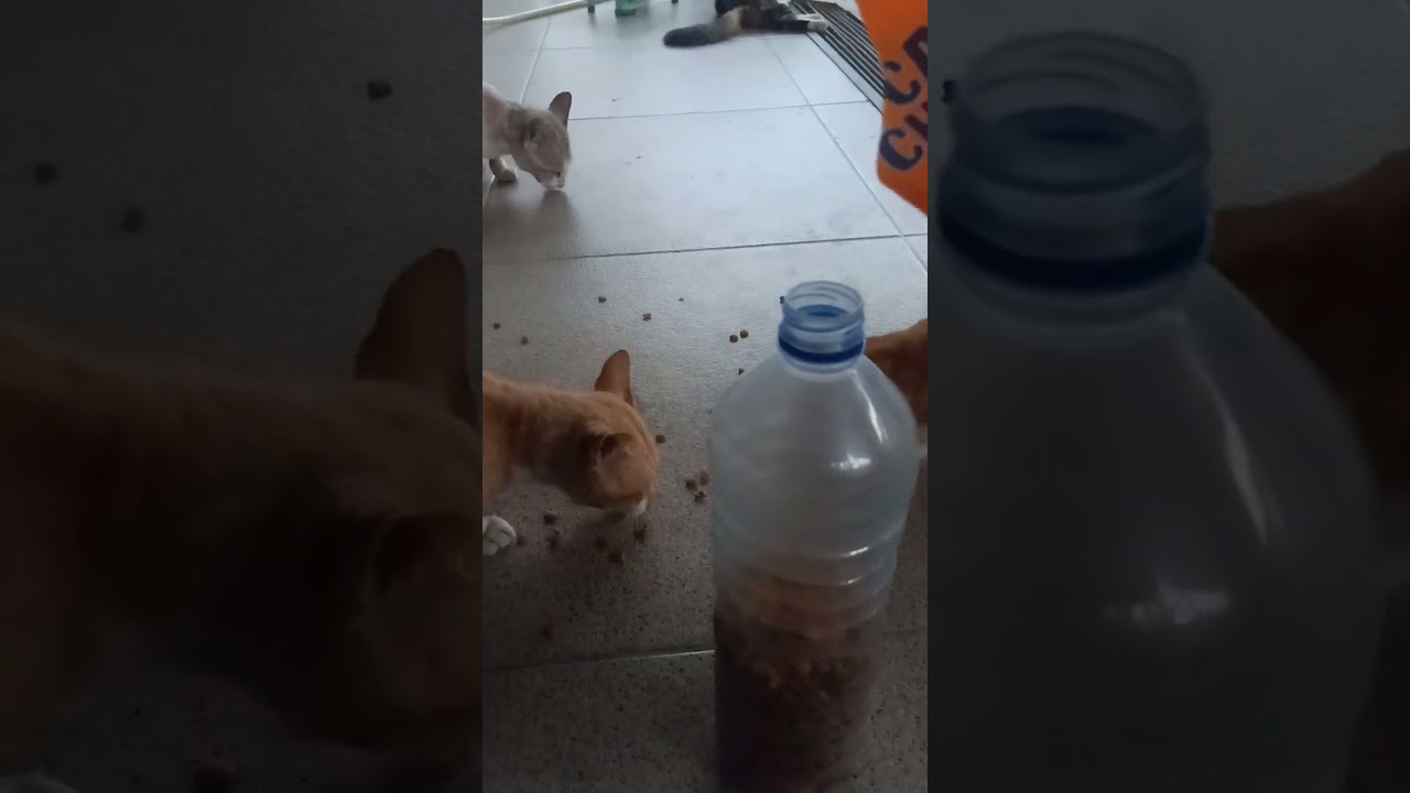 Tuan rumah mengalah ke tamu 