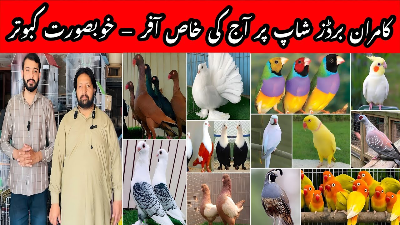Multan Birds market 5 March 2026 latest update |Kamran Birds Zone | Bumper offers