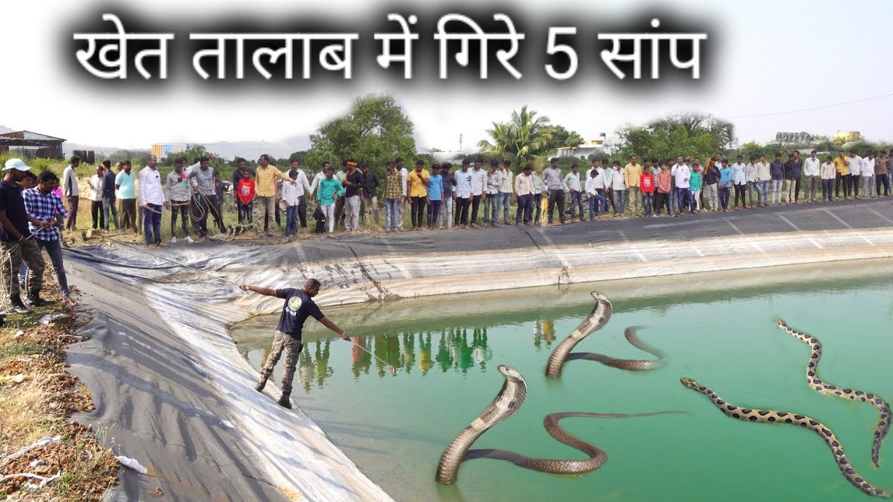 खेत तालाब में गिरे 5 सांप, फिर अचानक से एक और सांप निकला, JCB की खुदाई से सांप बाहर निकाला गया