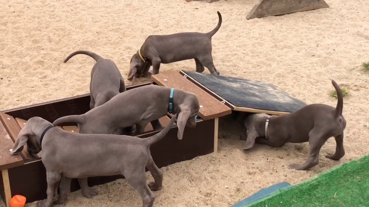 Weimaraner Welpen F-Wurf vom Kiekeberg