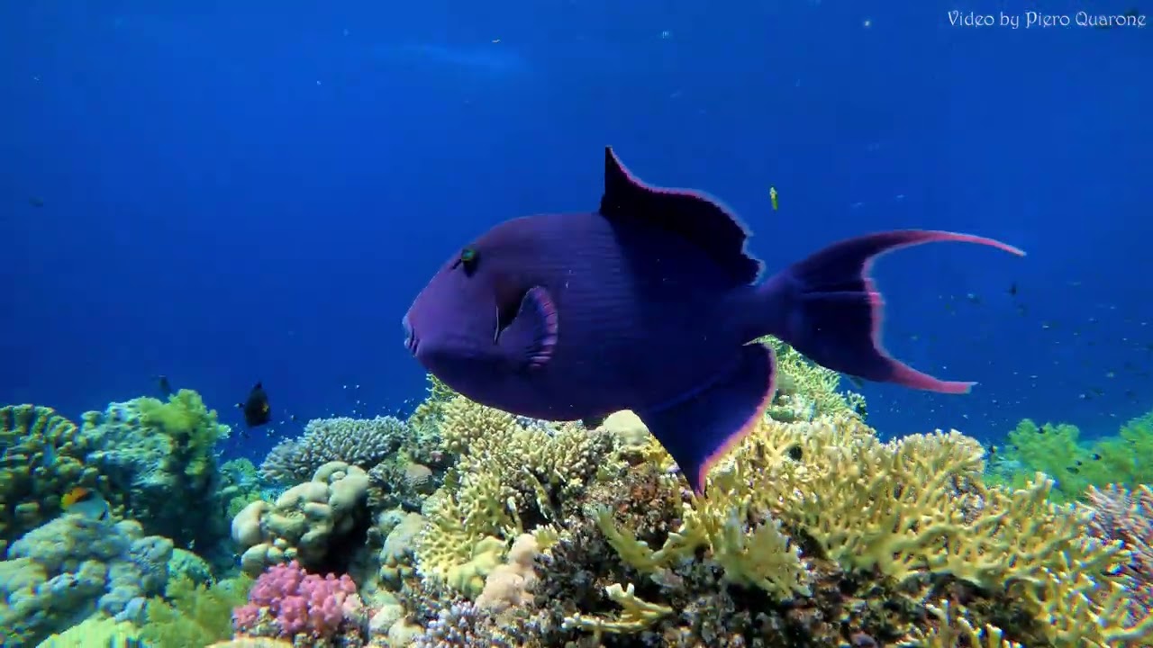 I colori del Mar Rosso - 2025 - 4k   The Red Sea's colors - 2025 -