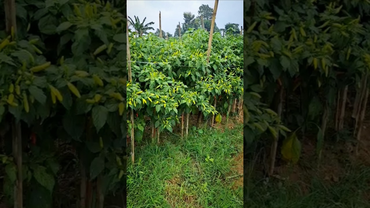 cabe turunan ori 212