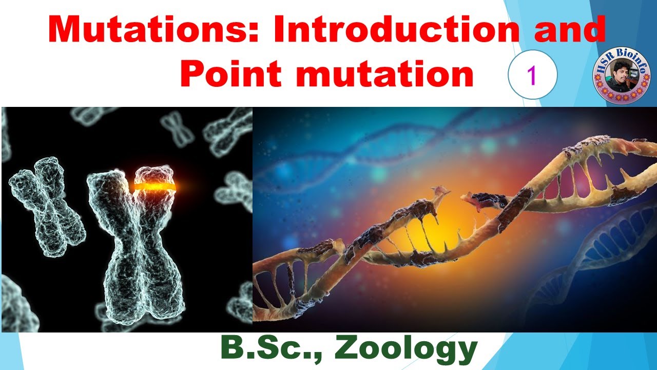 Mutations: Introduction and Point mutation | Genetics | HSR Bioinfo