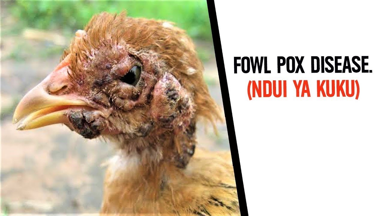 UFAHAMU UGONJWA WA NDUI KWA KUKU FOWL POX DISEASE