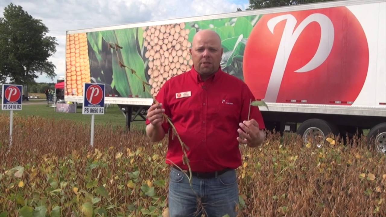 Soybean School -  Green Stem Syndrome