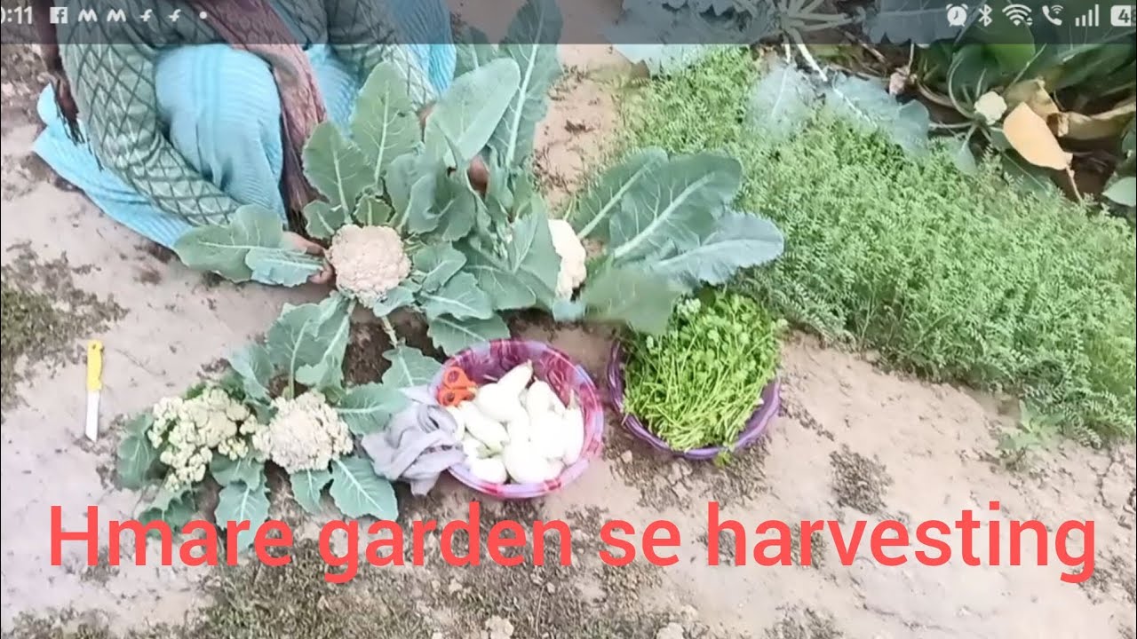 Fresh vegetables aap bhi grow kar sakte h @divyasachangardening 