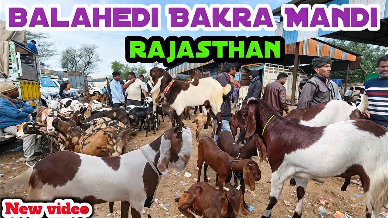 Balahedi bakra mandi live update.. 09/02/2026 #gots #markit #Rajasthan