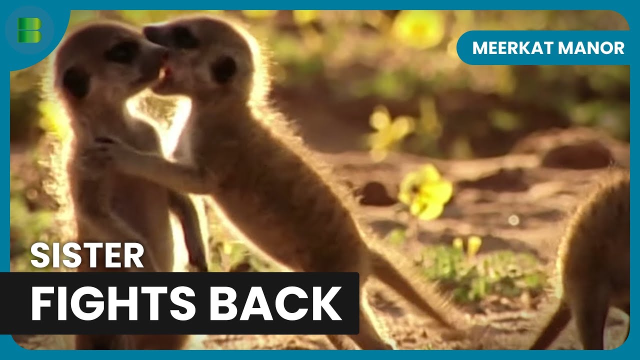 Mozart Evicts Sister Rare Meerkat Power Takeover