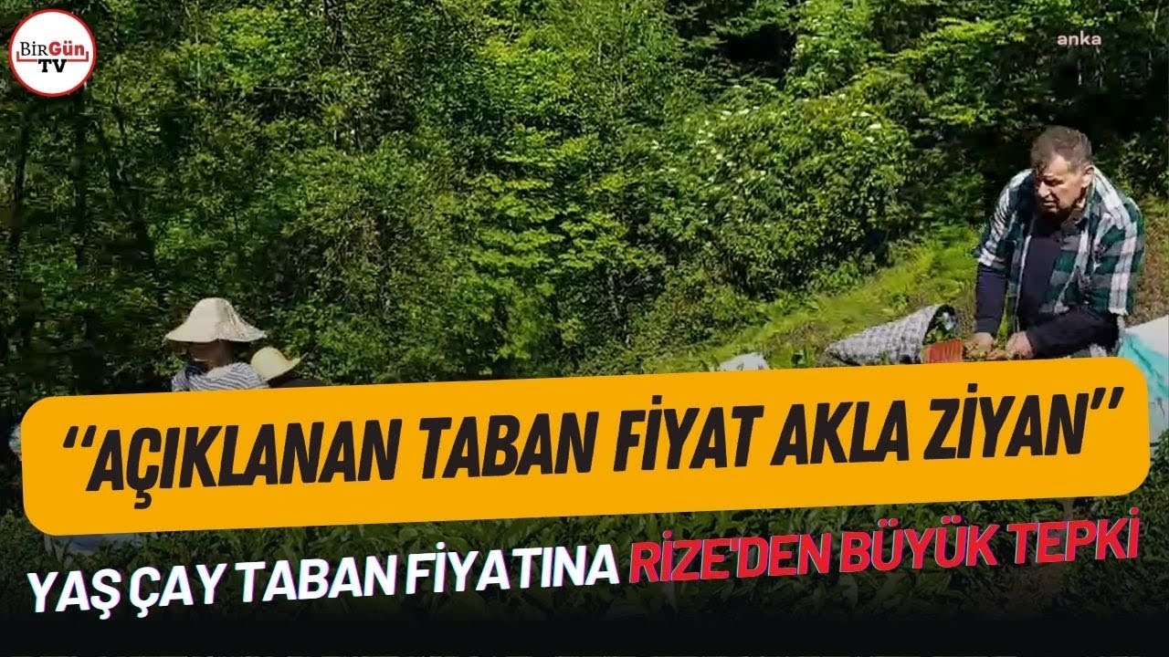 Erdoğan'ın memleketi Rize'de, üreticiler yaş çay alım fiyatına isyan etti!  
