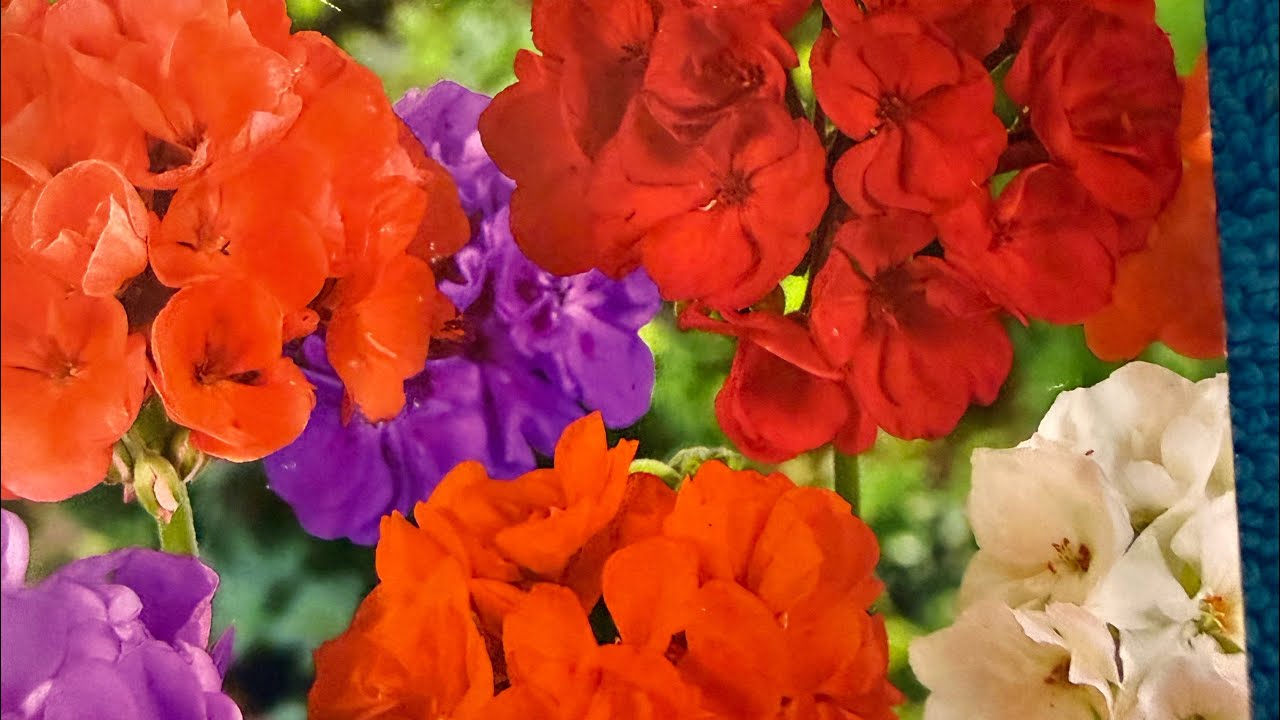 ПЕЛАРГОНИЯ зональная  КАРЛИКОВАЯ , пикировка  .  🌺