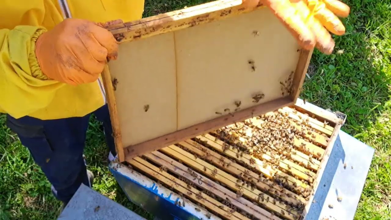 Apicoltura 2026, Condizioni meteo avverse...si va avanti a rilento