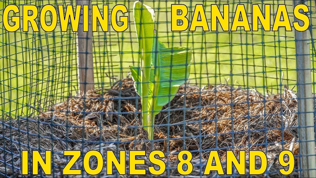 How To Grow Bananas For Fruit In Zones 8 And 9