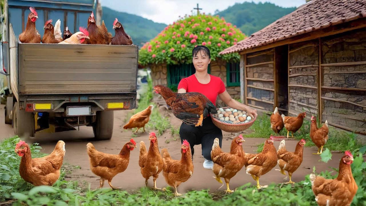 365 Days Harvesting Chickens – Using Truck to Transport Many Chickens Go to Market Sell
