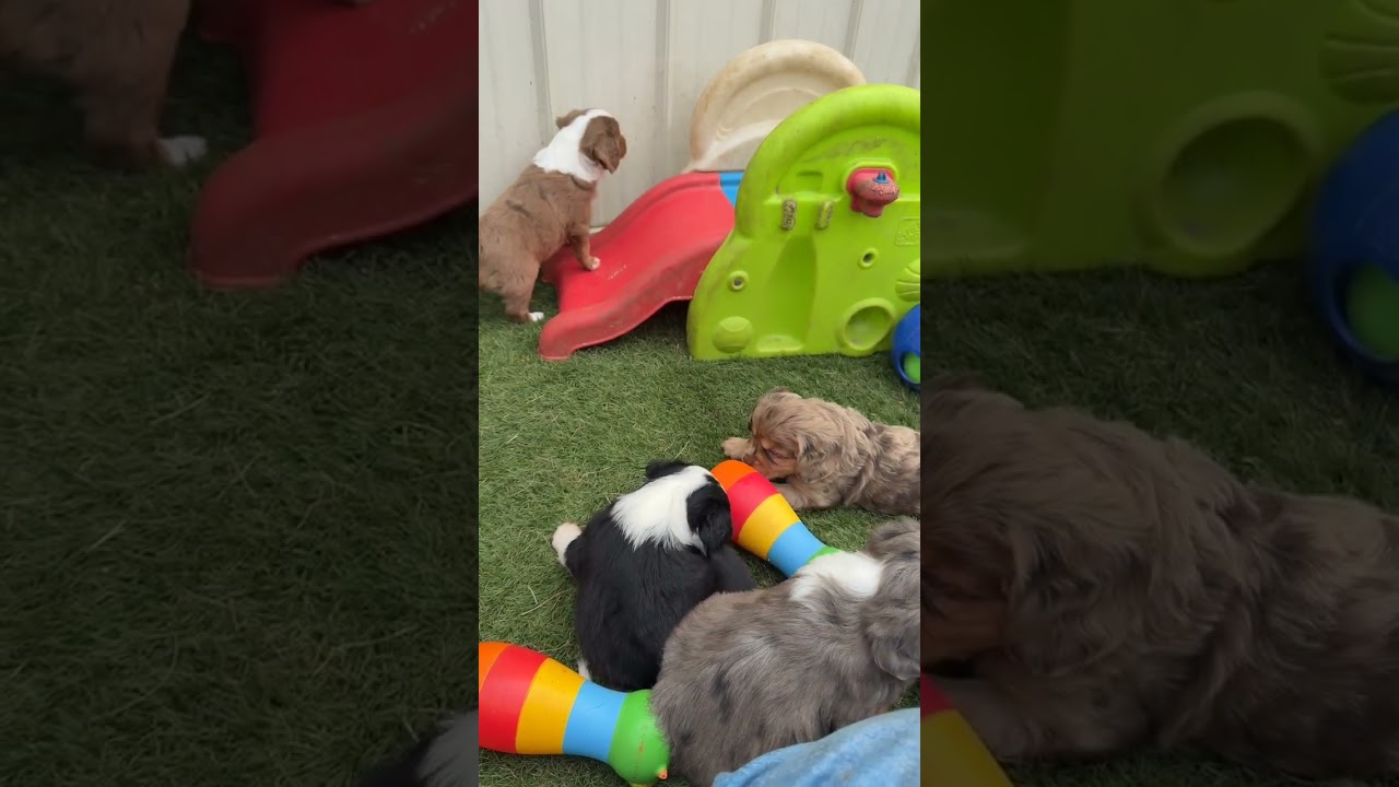 F1 Aussalier puppies playing