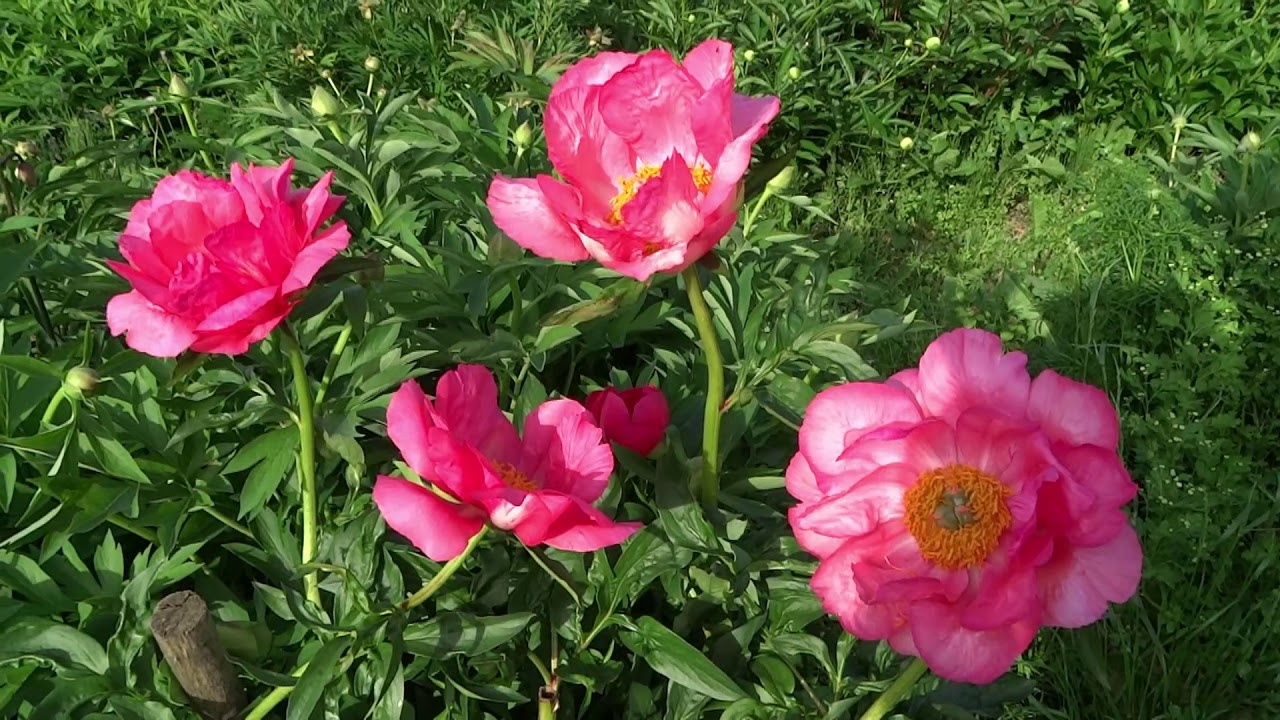Пион КЛОДИЯ / Paeonia CLAUDIA - ОБЗОР, ОПИСАНИЕ, ЦВЕТЕНИЕ, ОТЗЫВ