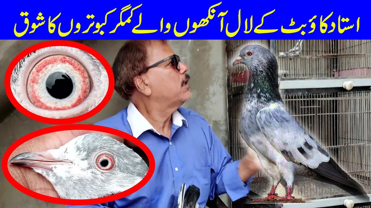 ustad cow butt ke kamagar kabootro ka shoq||03004515078