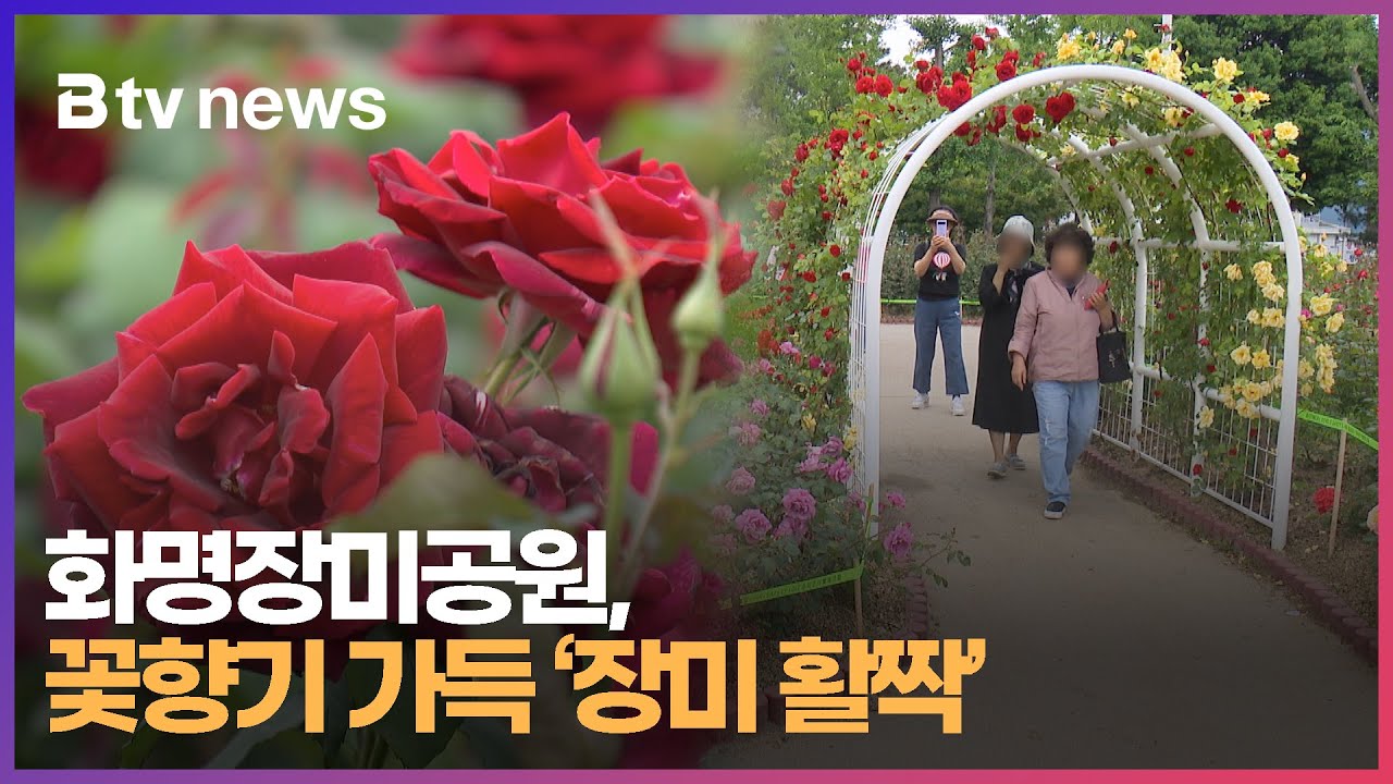 화명장미공원, 꽃향기 가득 '장미 활짝' (부산)