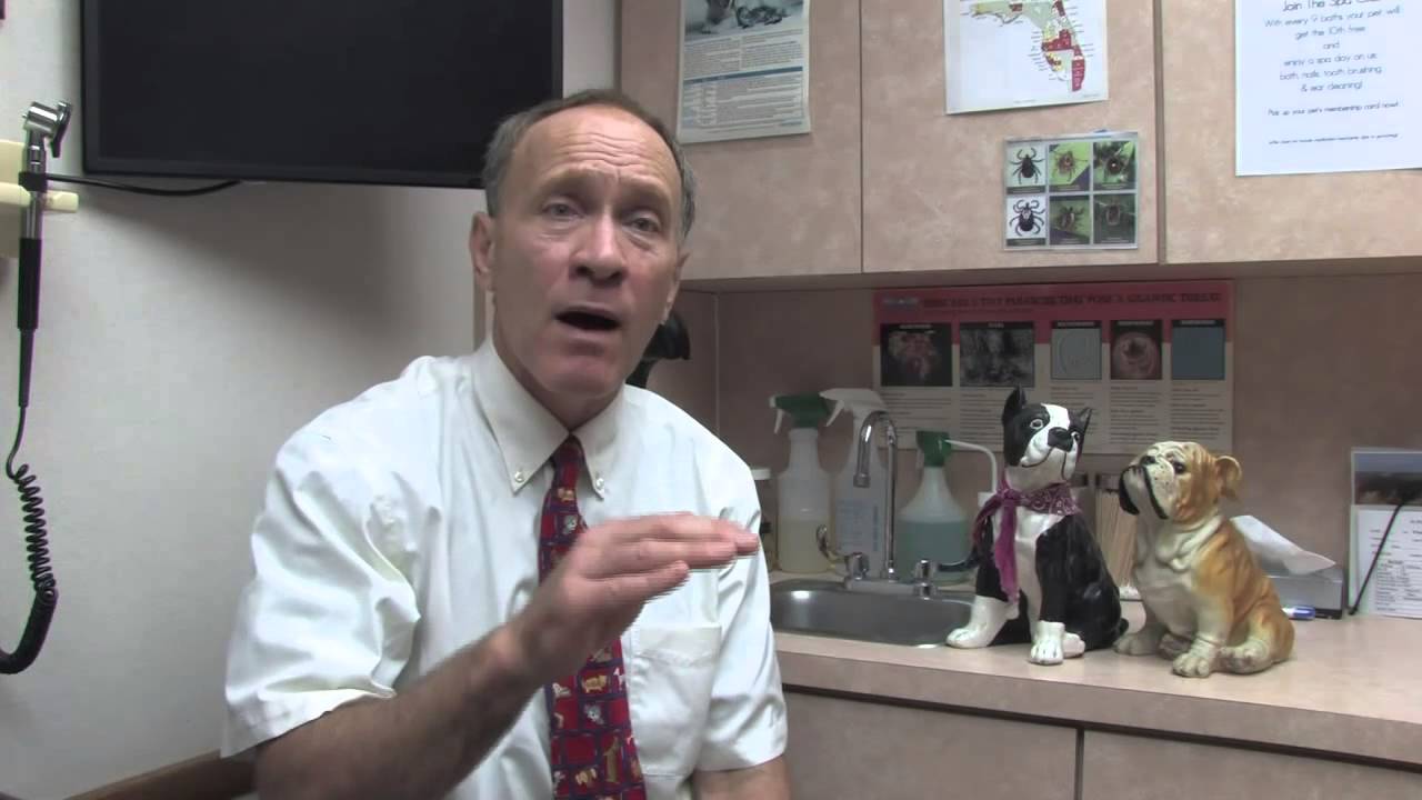 How to Lower a Dog's Cholesterol