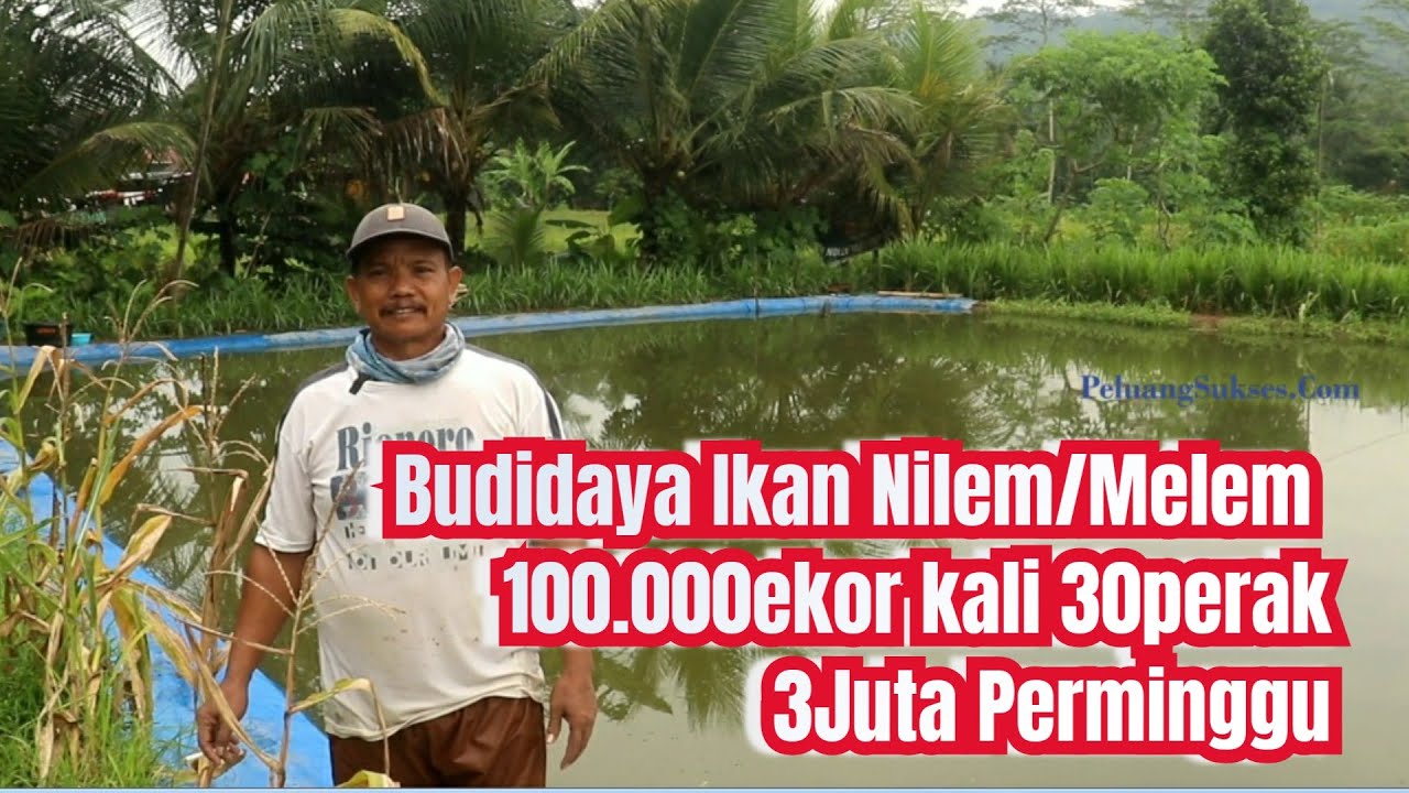 Budidaya Ikan Nilem / Melem Menguntungkan Jutaan