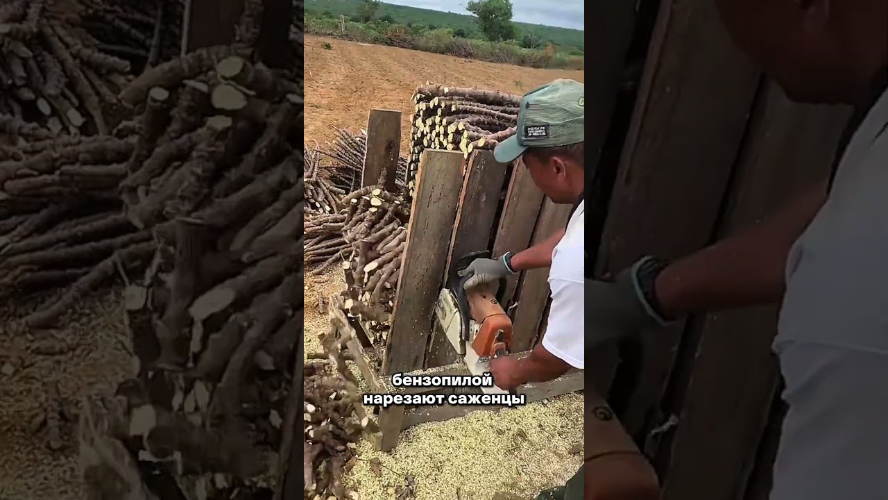 Смотри, как они засаживают поля черенками и поднимают огромный доход за сезон#агро #агробизнес #поле