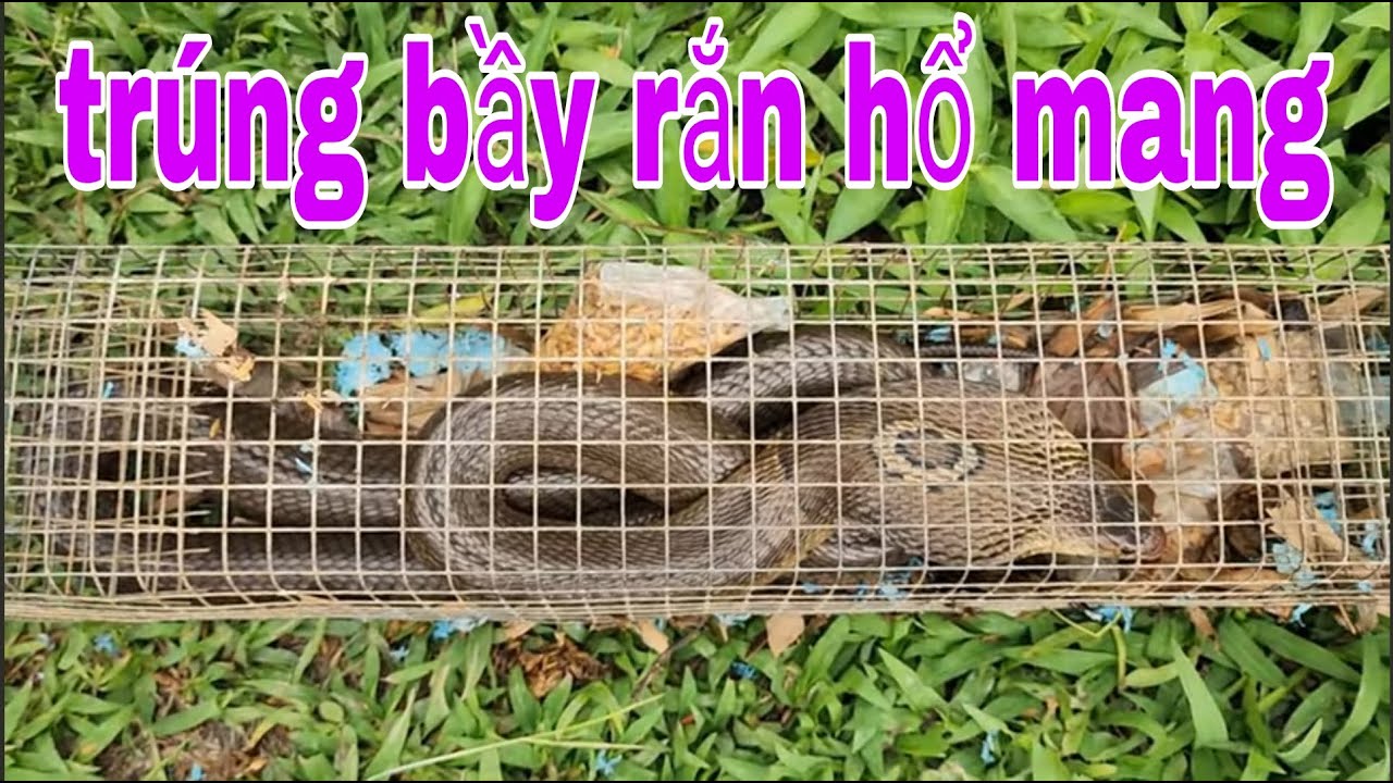 Mấy Năm Đặt Bẫy Rắn Hôm Nay Mới Tái Mặt Khi Trúng Bầy Hổ Đất # SĂN BẮT ĐỒNG THÁP #