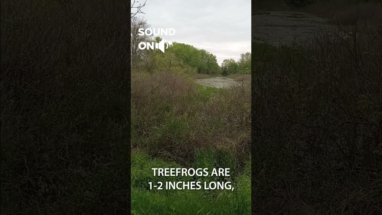 Herping PA: Eastern Gray Treefrogs Calling