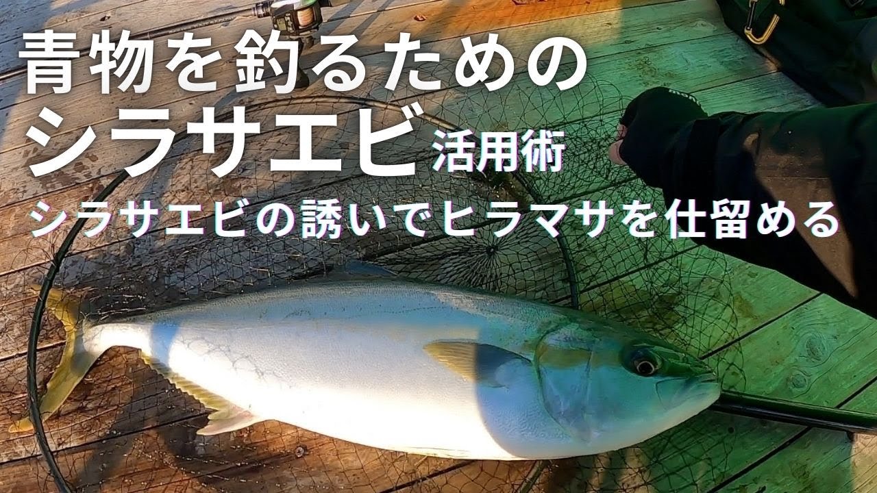 【海上釣堀】 ヒラマサを狙い撃つ #伊勢志摩つりとも研究所 #iseken #辨屋 #海上釣堀 #fishing #pr #イセケン #フィッシングマックス #一撃イエロー