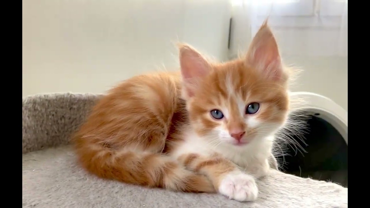 Chaton Angora Turc Red & blanc, 6 semaines - Chatterie Nuit des Temps