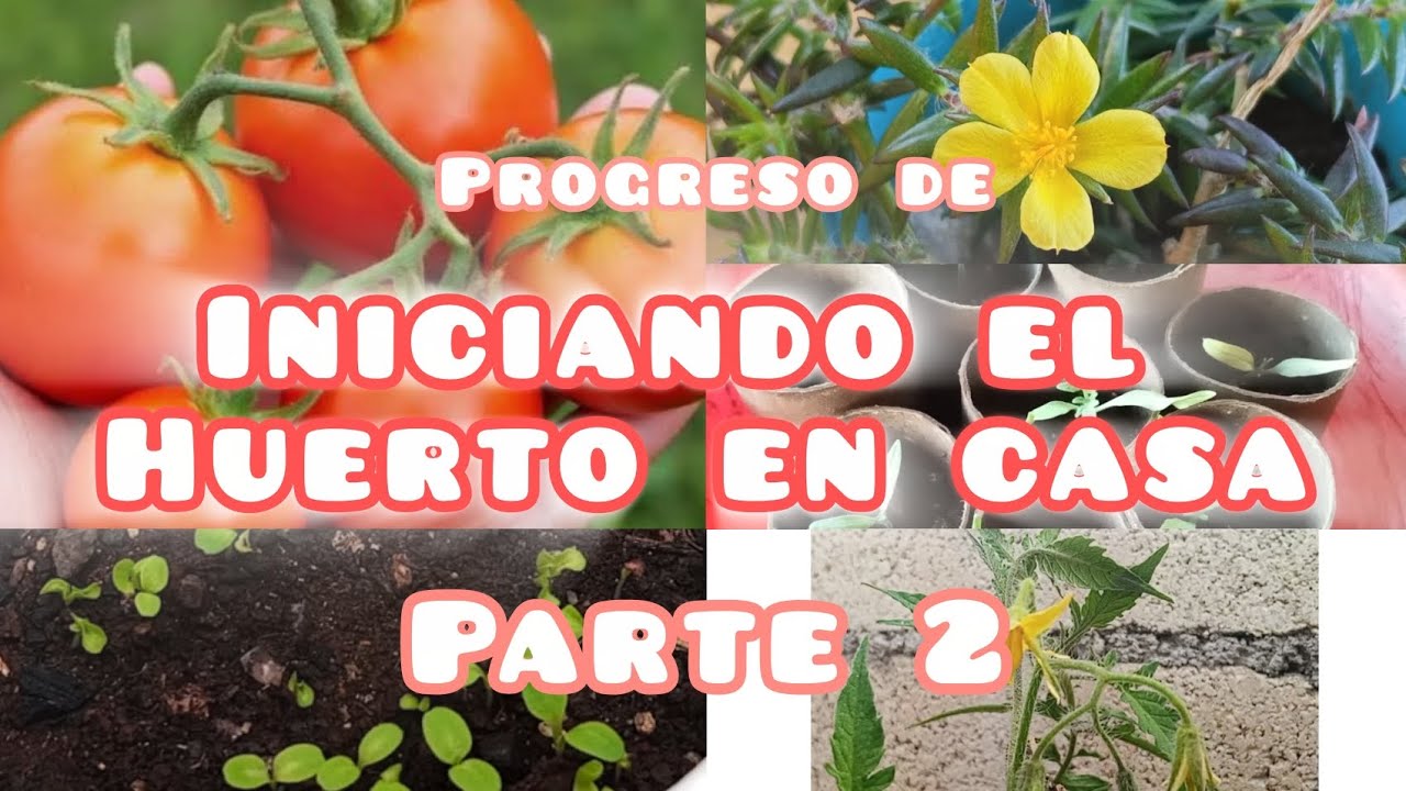 Progreso🌱🧺🏡.. [Iniciando El Huerto En Casa] #huertocasero 
