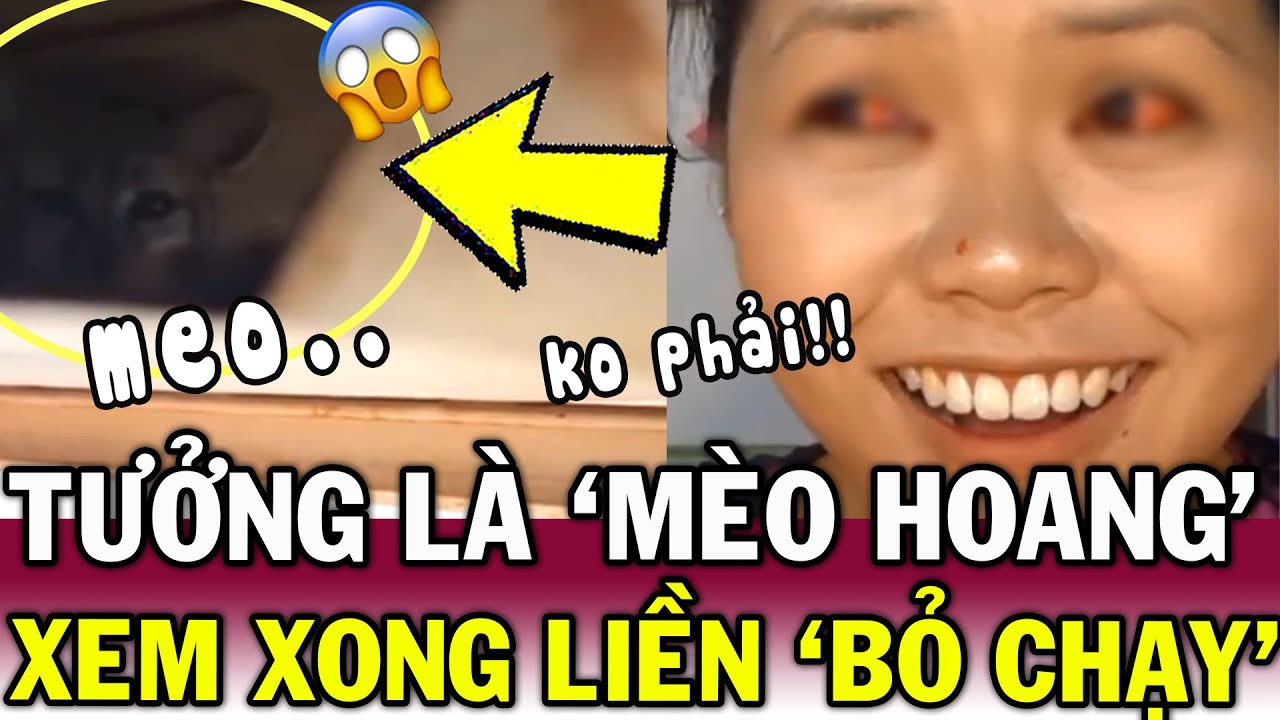 Định CỨU MÈO HOANG, người phụ nữ TÁI MẶT khi chạm tráng SÓI XÁM ngay trên nóc nhà | Tin Việt Độc Lạ