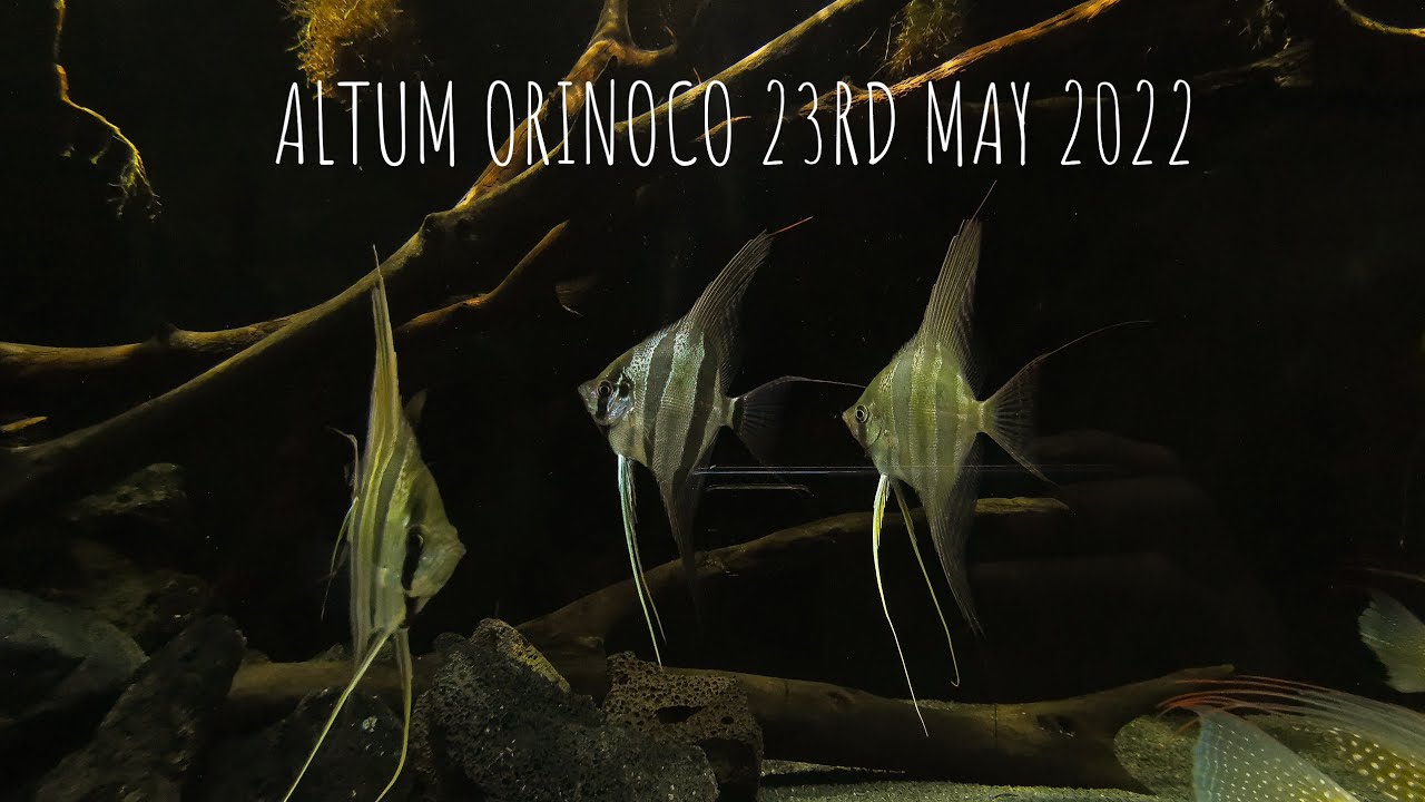 Altum Orinoco update.. 23/05/2022