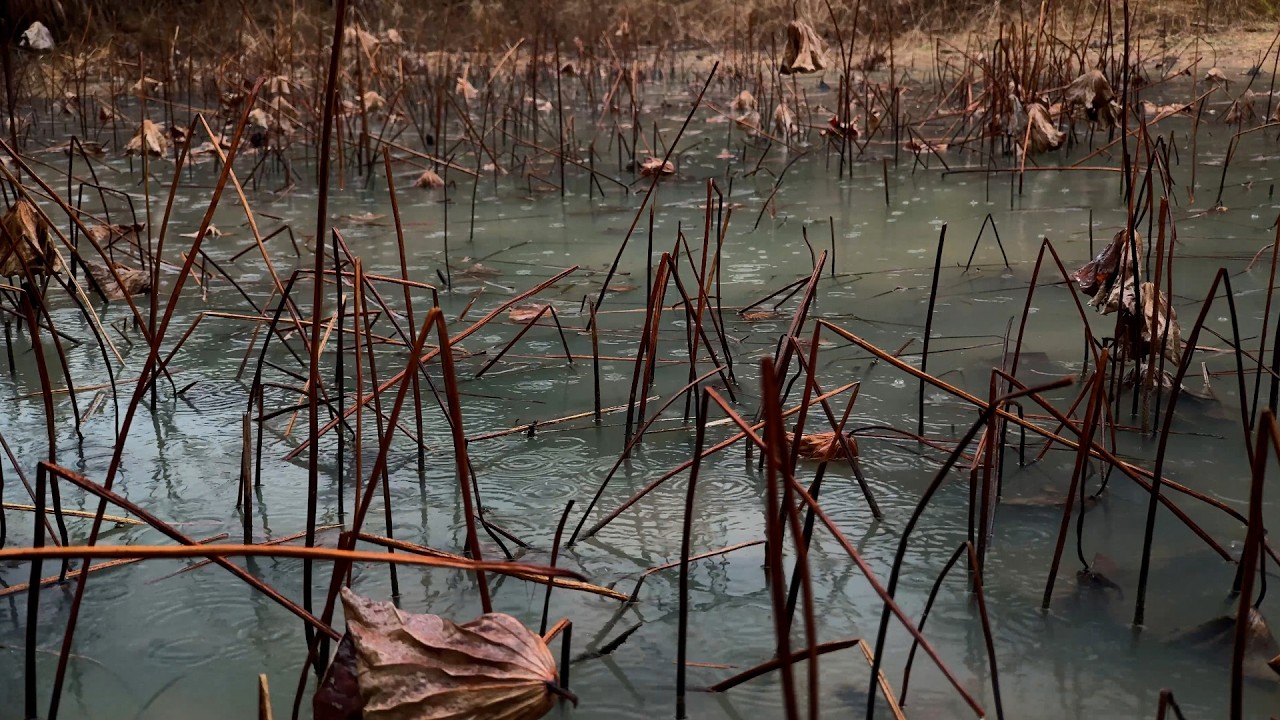 The relaxing soothing sound of rain on the lotus pond in winter, #rainsound #ASMR