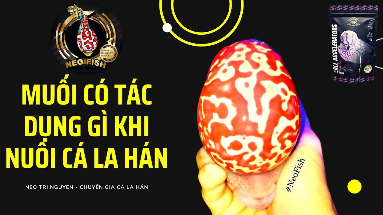 Muối có tác dụng gì khi nuôi cá la hán? Liều lượng là bao nhiêu?