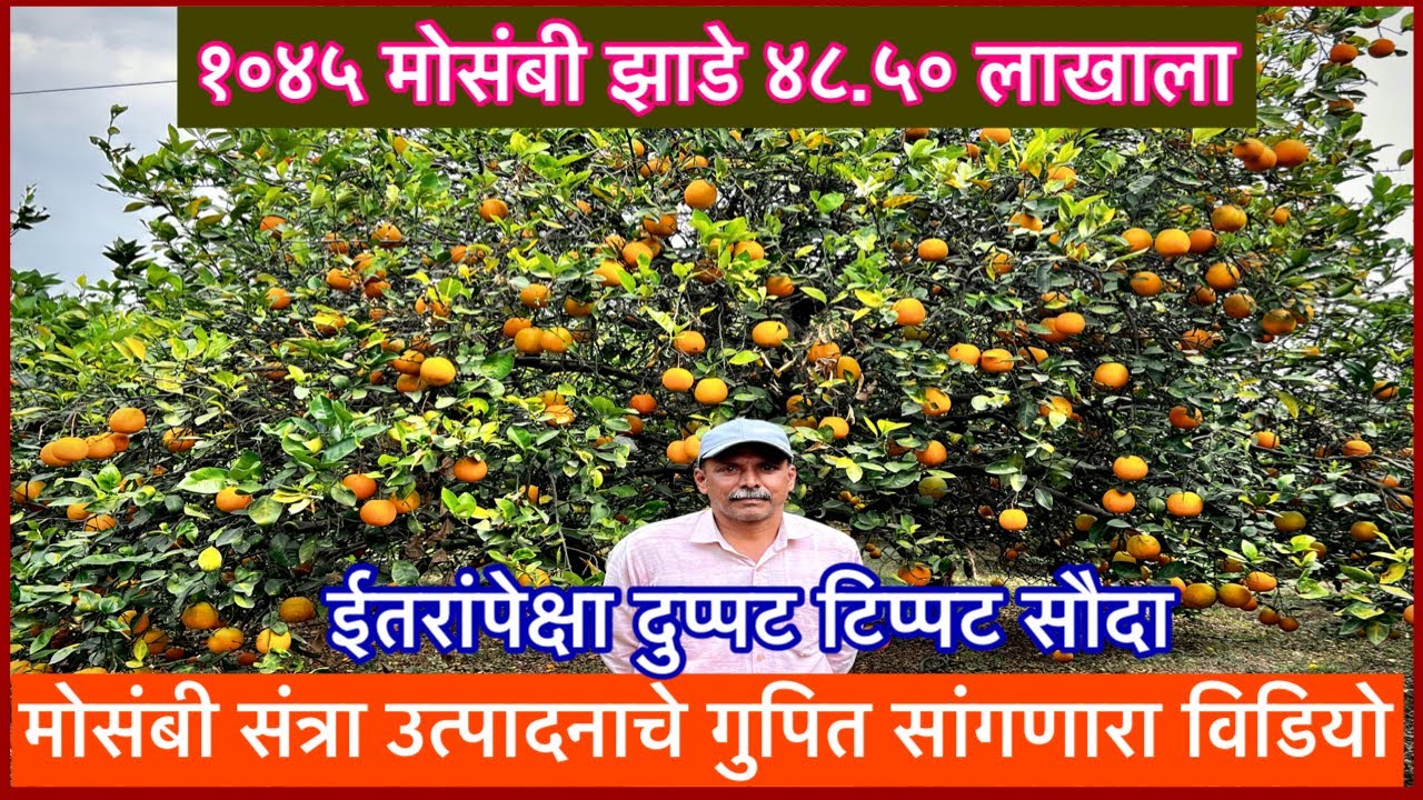 १०४५ मोसंबी झाडाचा ४८.५० लाखाला सौदा।इतरांपेक्षा दुप्पट ति प्पट रकमेचा सौदा 