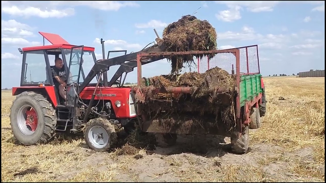 Rozrzucanie obornika | Prace pożniwne pełną parą💥Ursus C-360 i Ursus C-330 w akcji 🤯