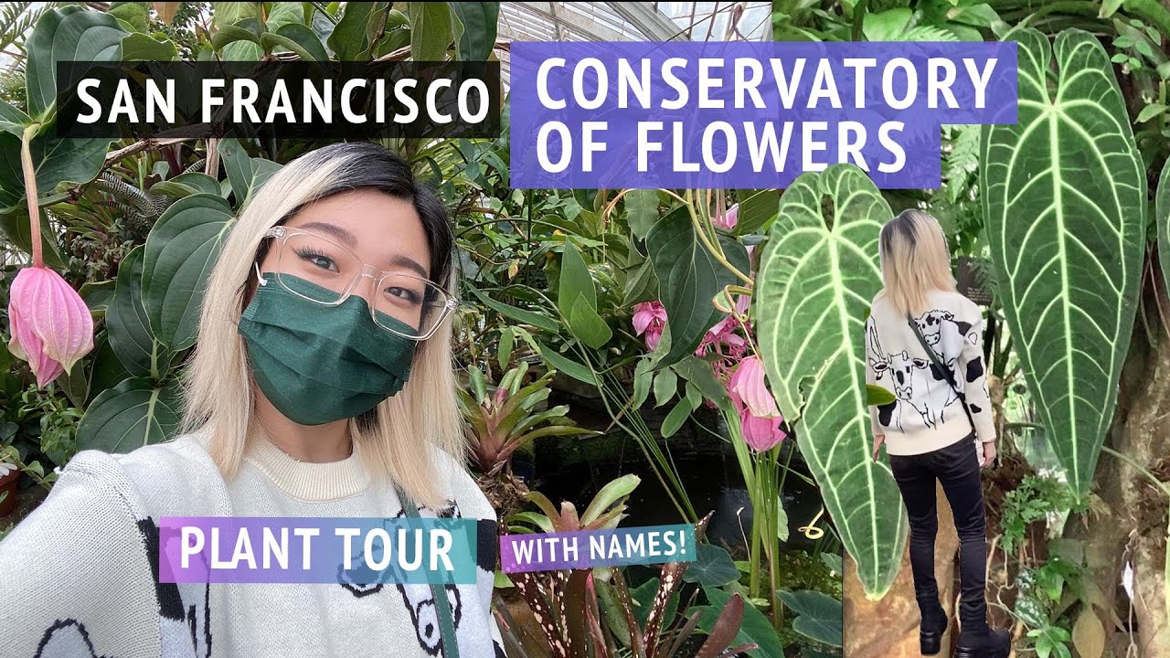 San Francisco Conservatory of Flowers PLANT TOUR Spring 2021