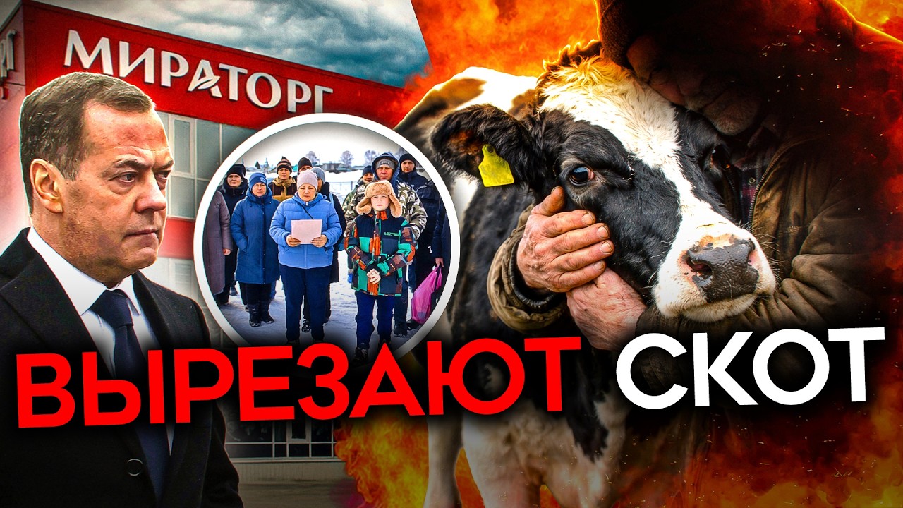 «СЖИГАЙТЕ НАС ВМЕСТЕ С КОРОВАМИ». Власть убивает скот, фермеры перекрывают дороги