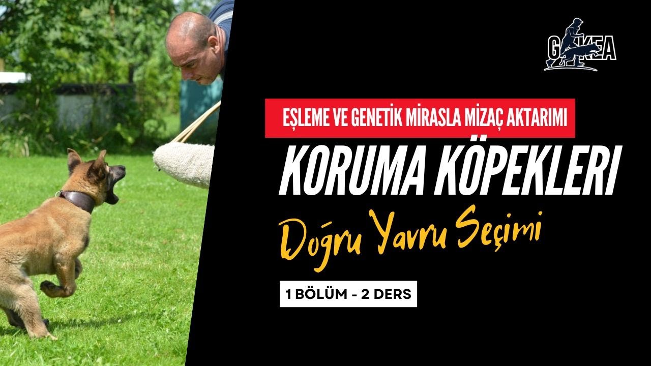 Koruma Köpeklerinde Eşleme ve Genetik Mirasla Mizaç Aktarımı