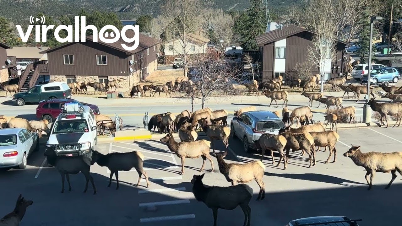 Huge Elk Herd Passes Through Estes Park || ViralHog